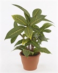 Product in de spotlights - De Sanchezia speciosa