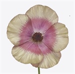 Product in de spotlights: Ranunculus cortusifolius ‘Cinnamon’ Magical Cinnamon