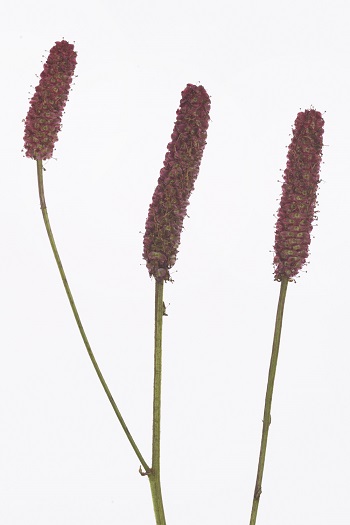 Sanguisorba ‘Blackthorn’