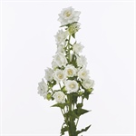 Product in de spotlights - Campanula medium 'Mont Blanc'