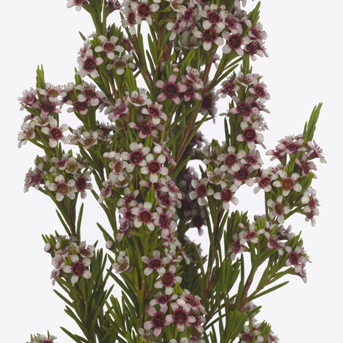 Product in de spotlights - Chamelaucium floriferum ‘Pinnacle Pink’