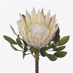 Product in de spotlights - Protea ‘Morgkigr’ GRANDE