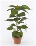 Product in the Spotlights "Ficus religiosa"