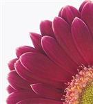 Floricode gesloten met Hemelvaart